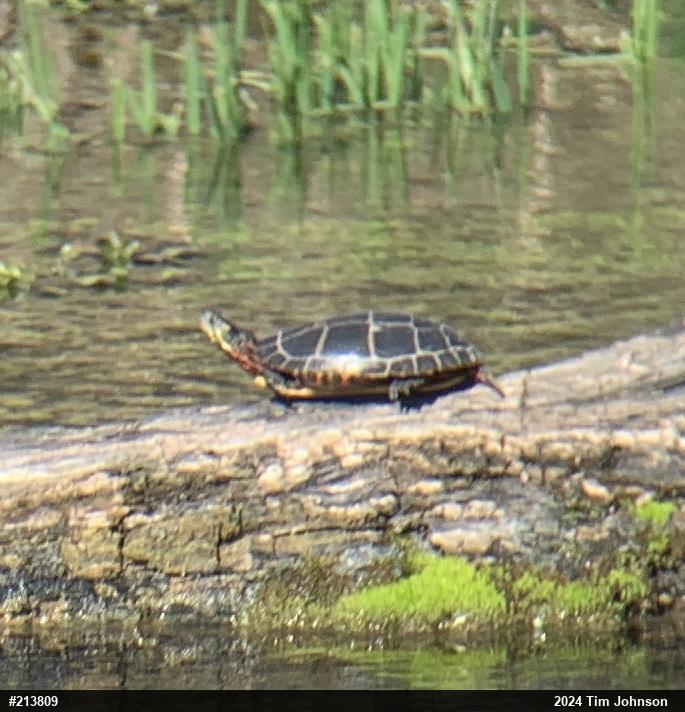 Painted Turtle