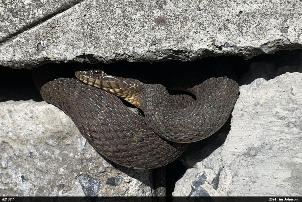 Northern Watersnake
