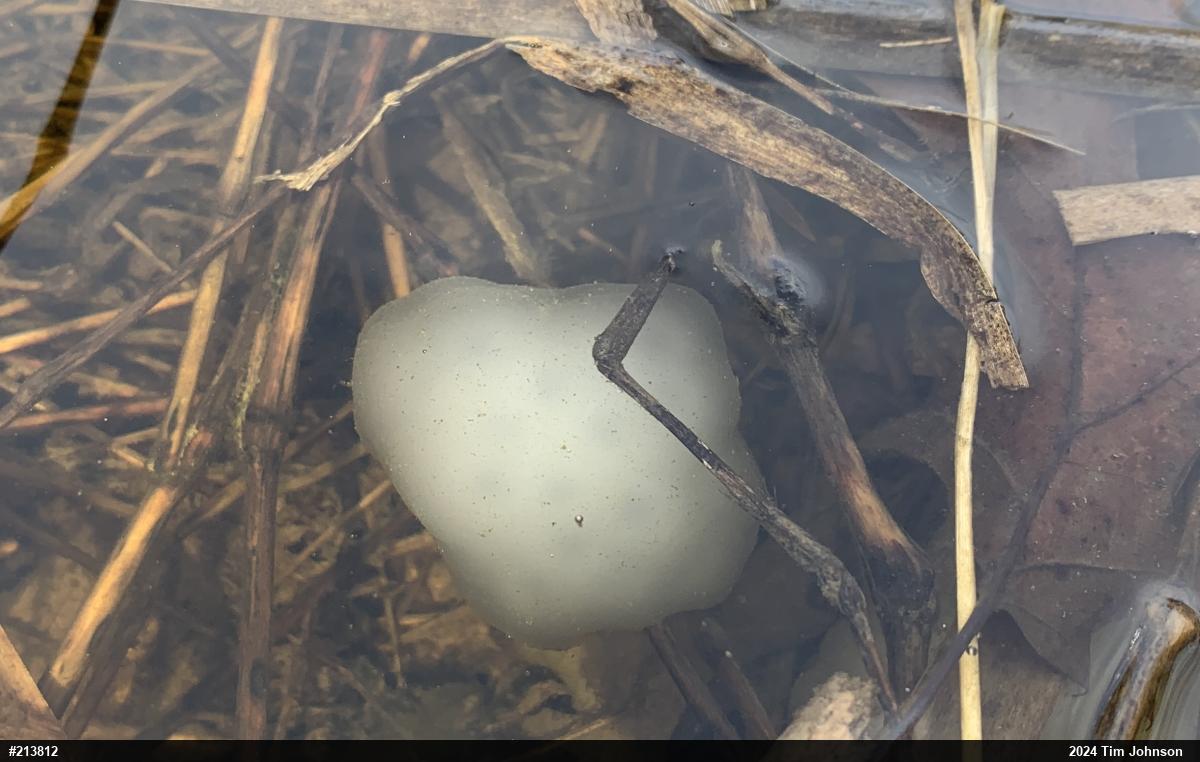 Spotted Salamander