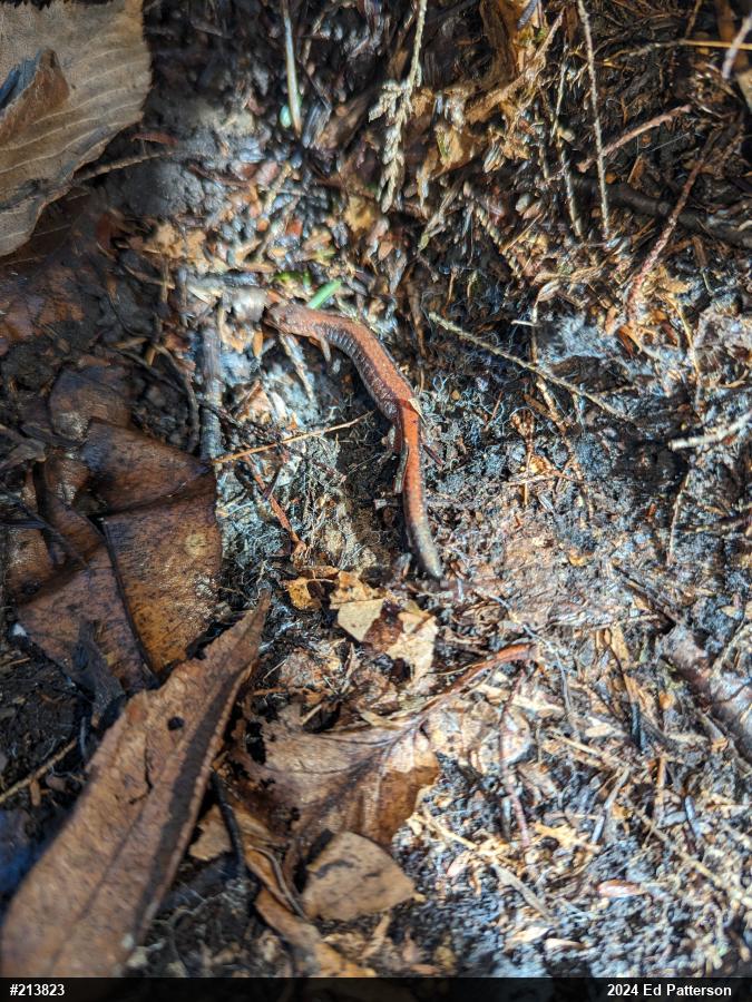 Eastern Red-backed  Salamander