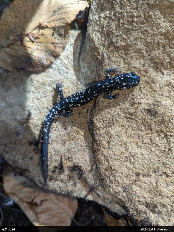 Northern Slimy Salamander