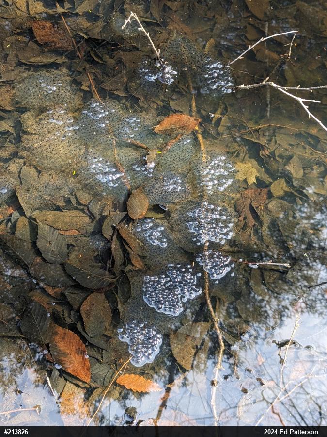 Wood Frog