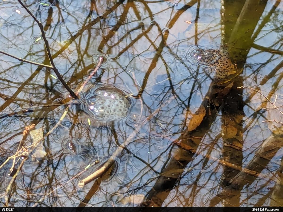 Spotted Salamander