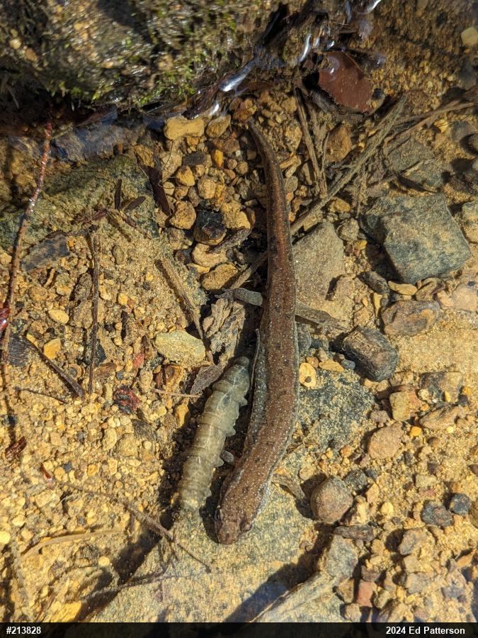 Northern Dusky Salamander