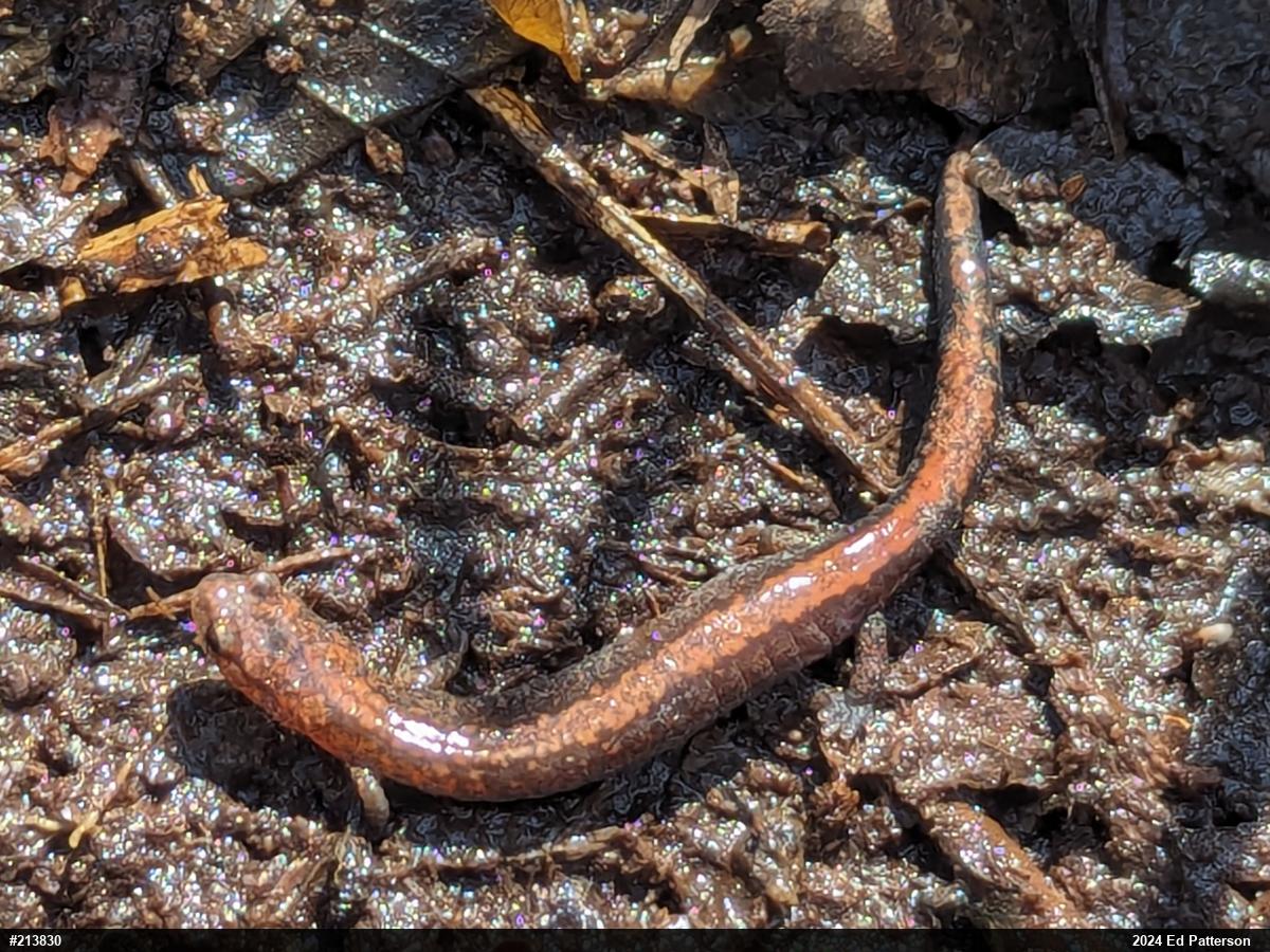 Eastern Red-backed  Salamander