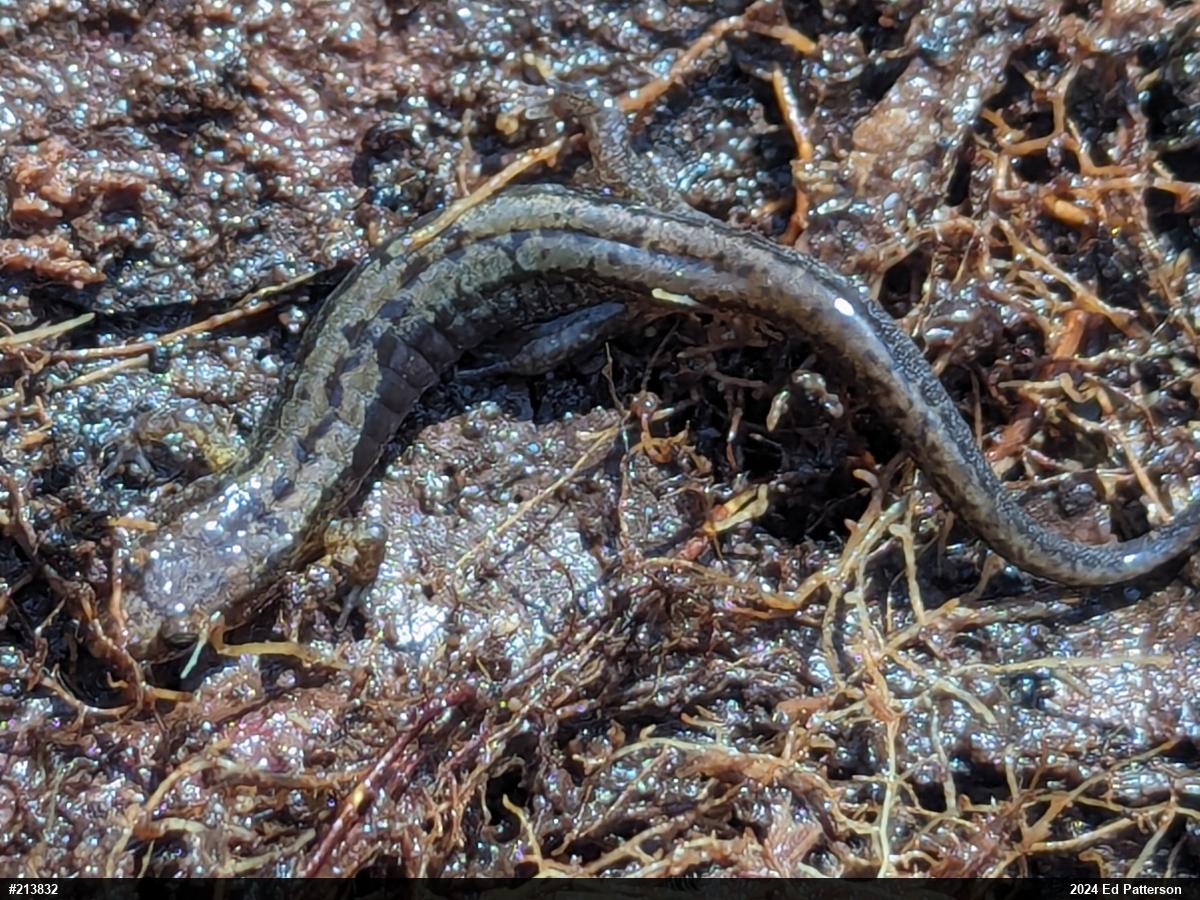 Allegheny Mountain Dusky Salamander