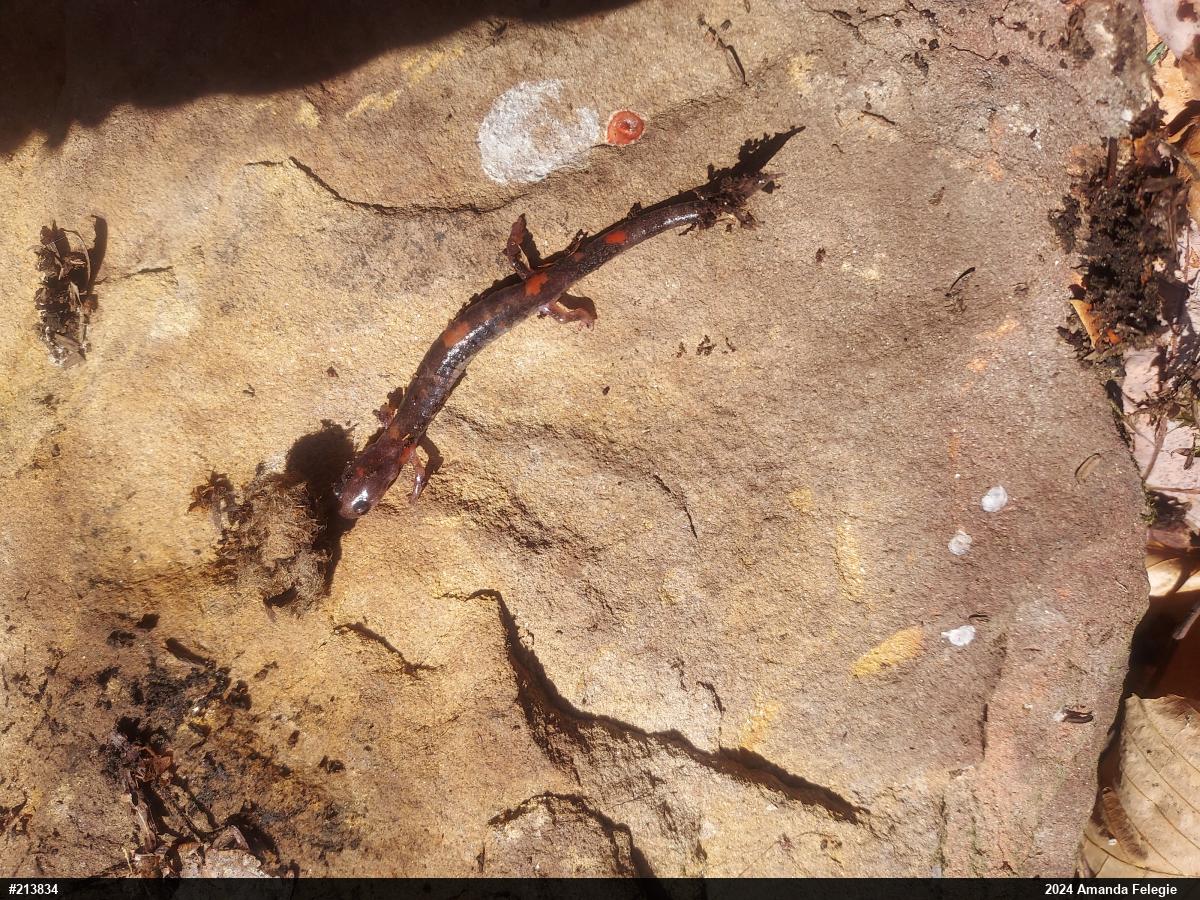Eastern Red-backed  Salamander