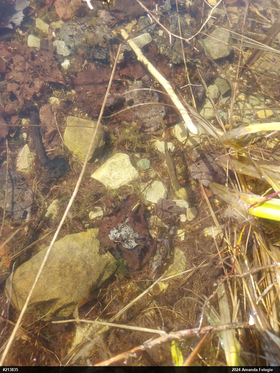 Red-spotted Newt