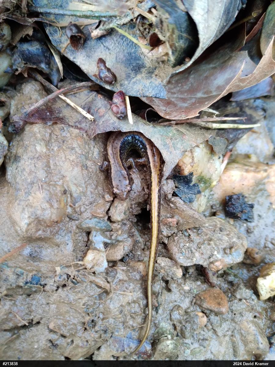 Northern Two-lined Salamander