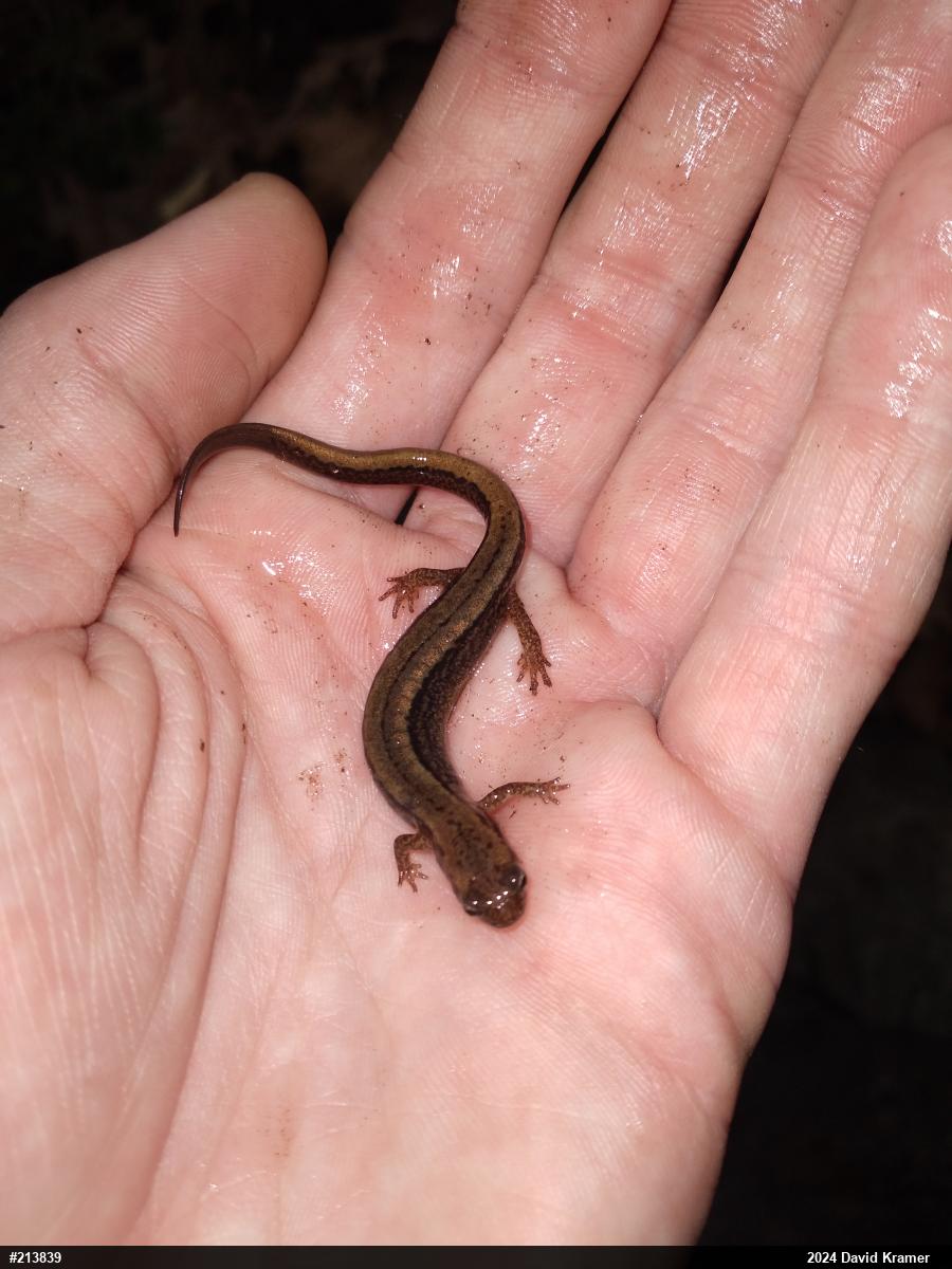 Northern Two-lined Salamander