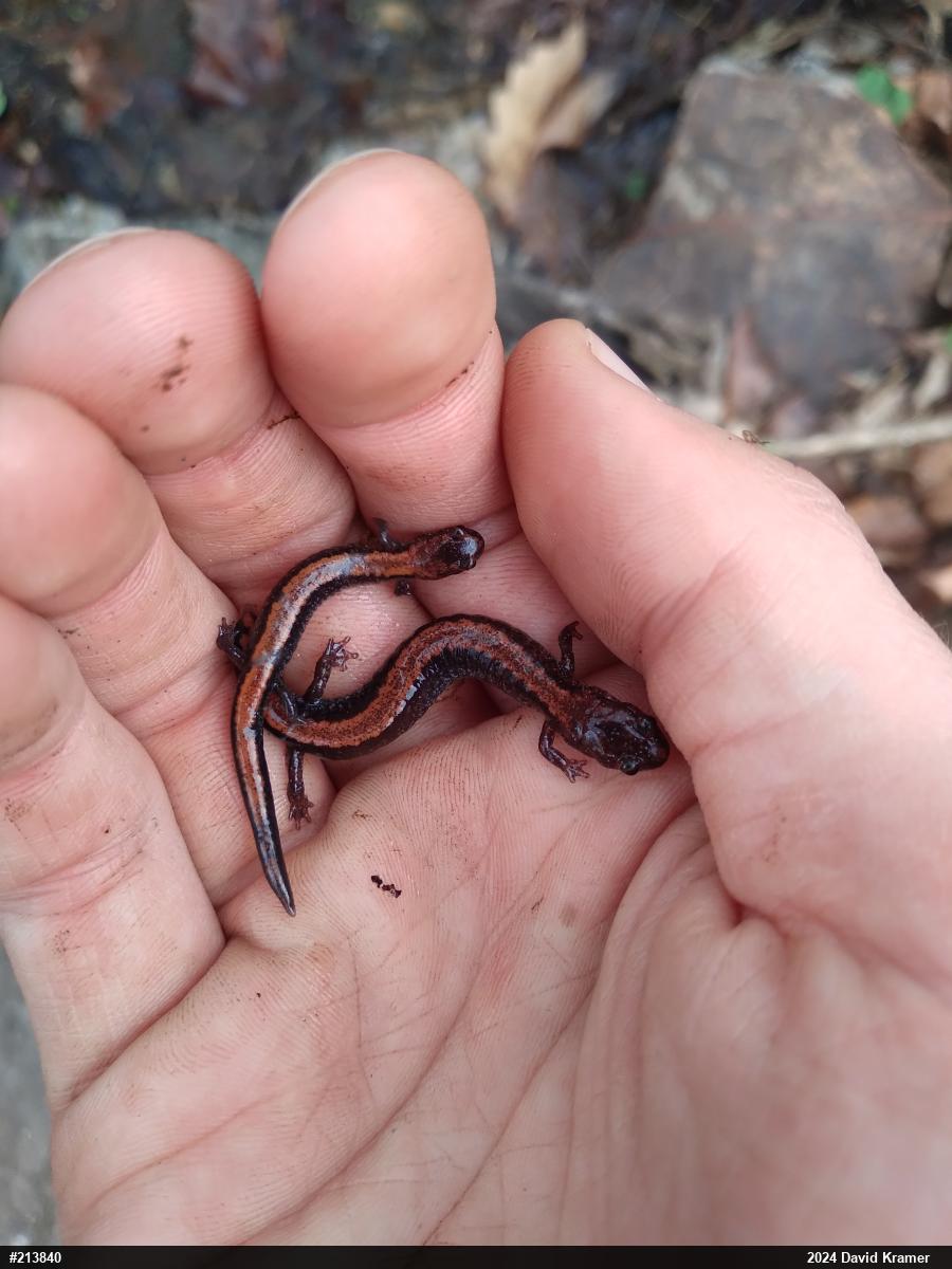 Eastern Red-backed  Salamander