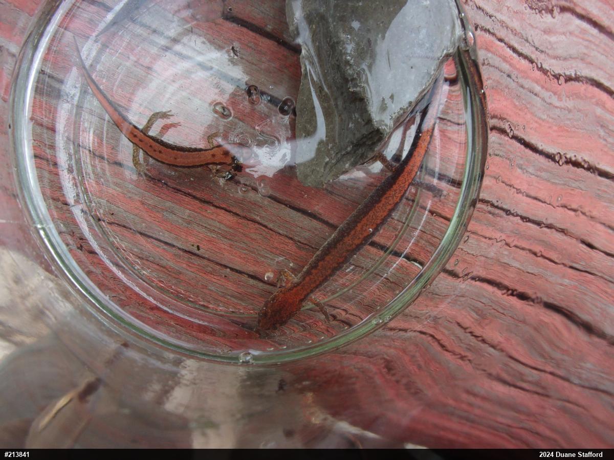 Eastern Red-backed  Salamander