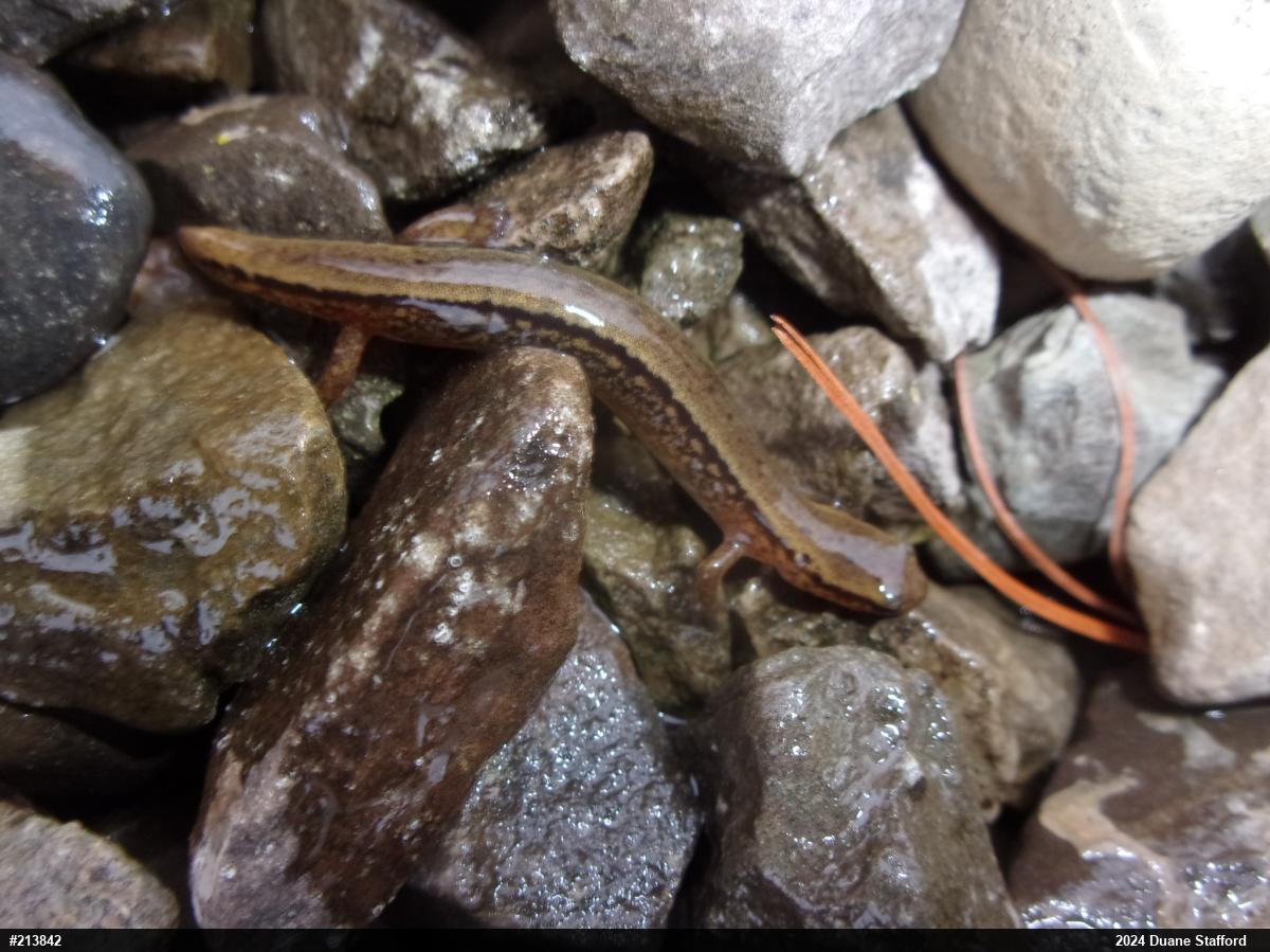 Northern Two-lined Salamander