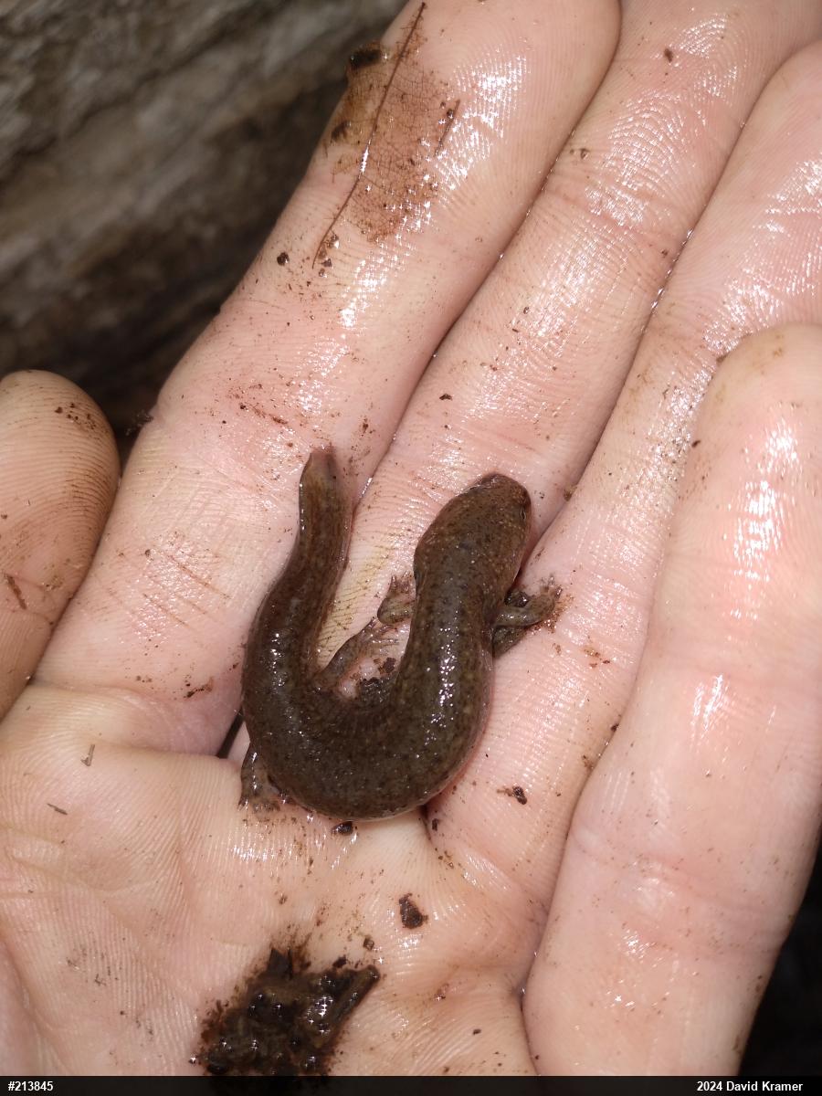 Northern Red Salamander
