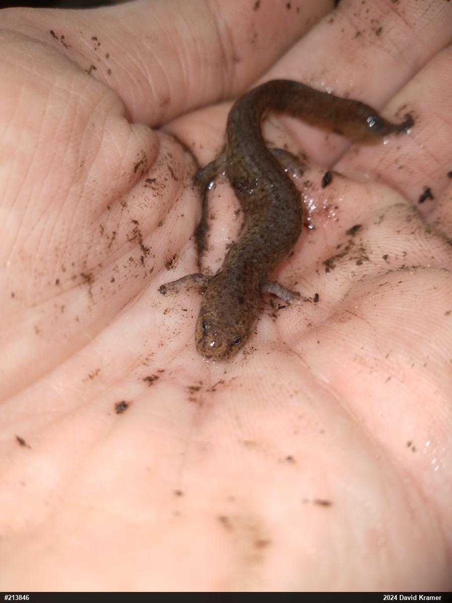 Northern Red Salamander