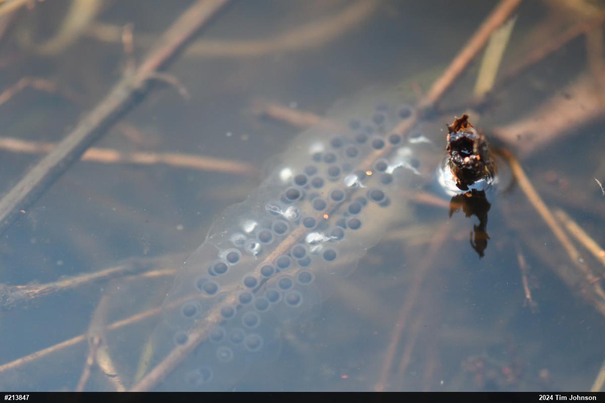 Jefferson Salamander