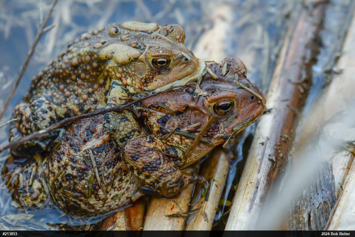 Eastern American Toad