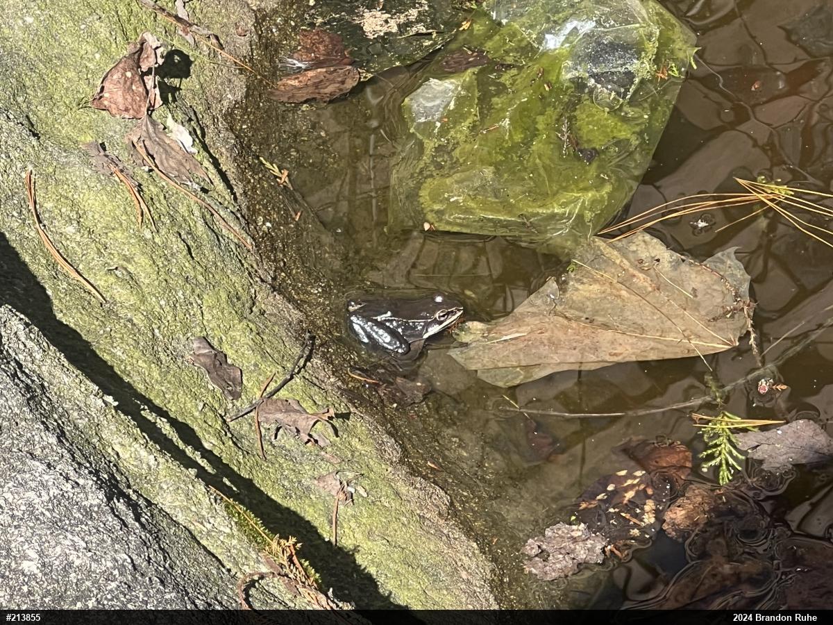Wood Frog