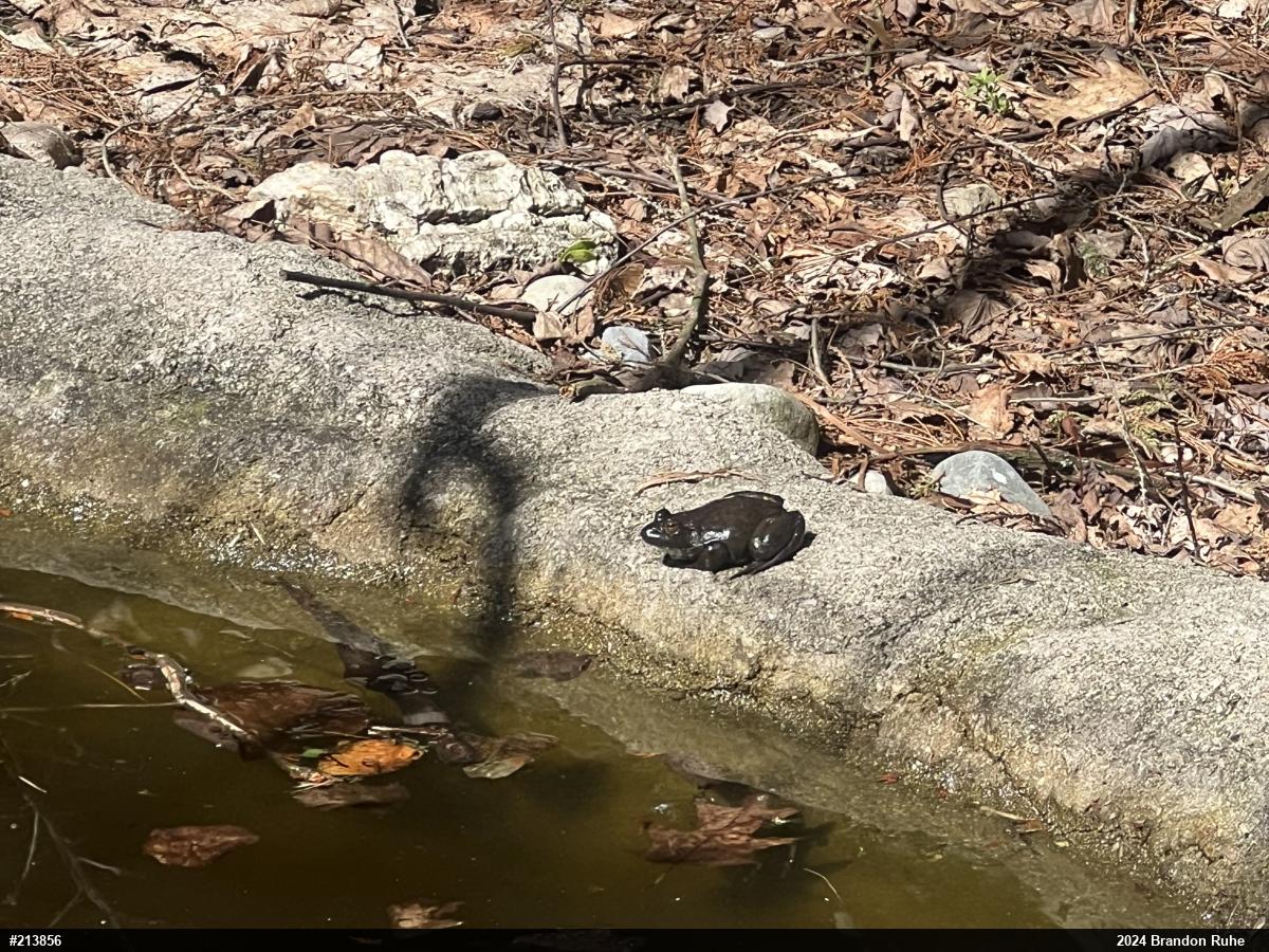 American Bullfrog