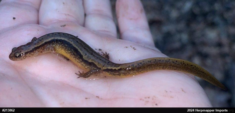 Northern Two-lined Salamander