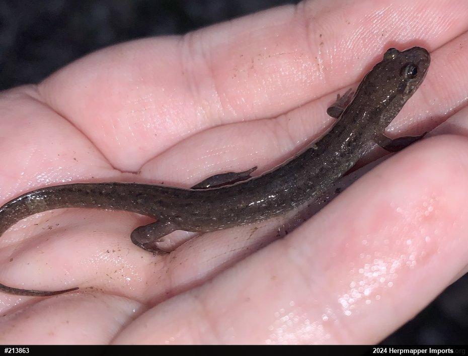 Northern Dusky Salamander