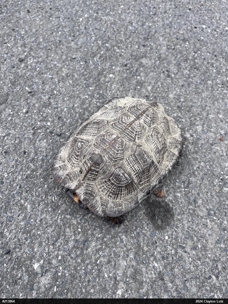Wood Turtle