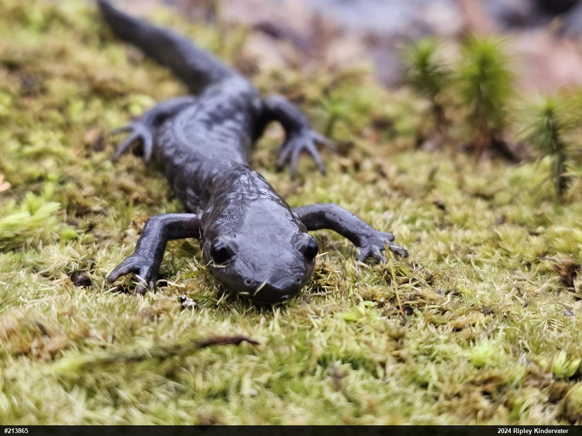 Jefferson Salamander