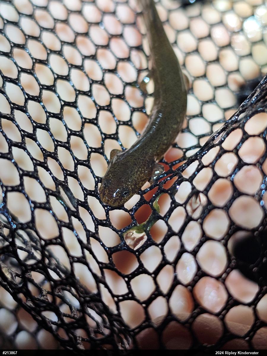 Northern Red Salamander