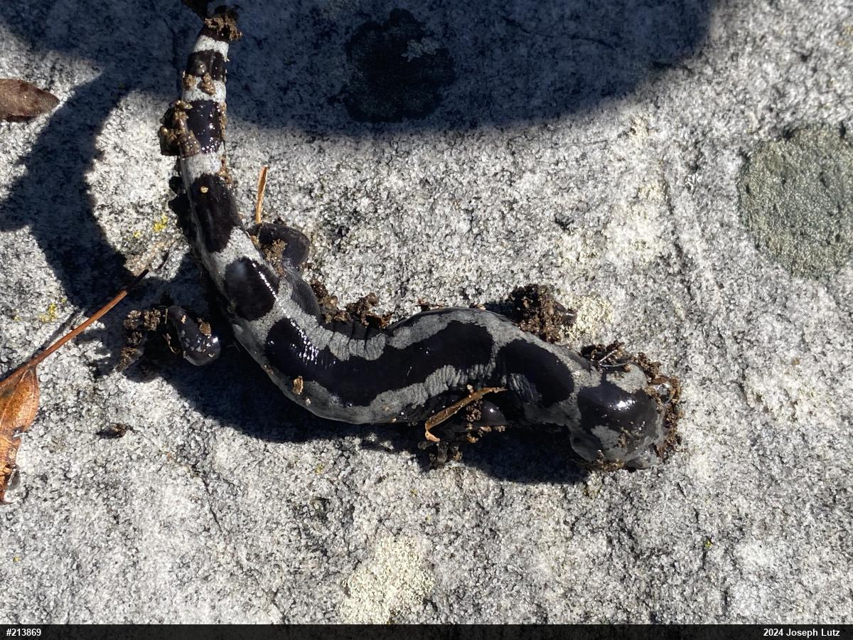 Marbled Salamander