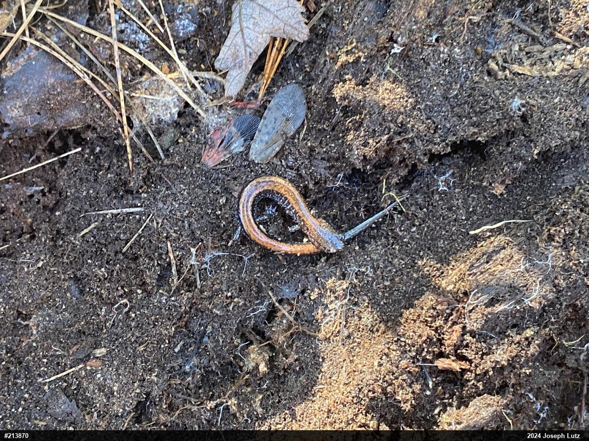 Eastern Red-backed  Salamander