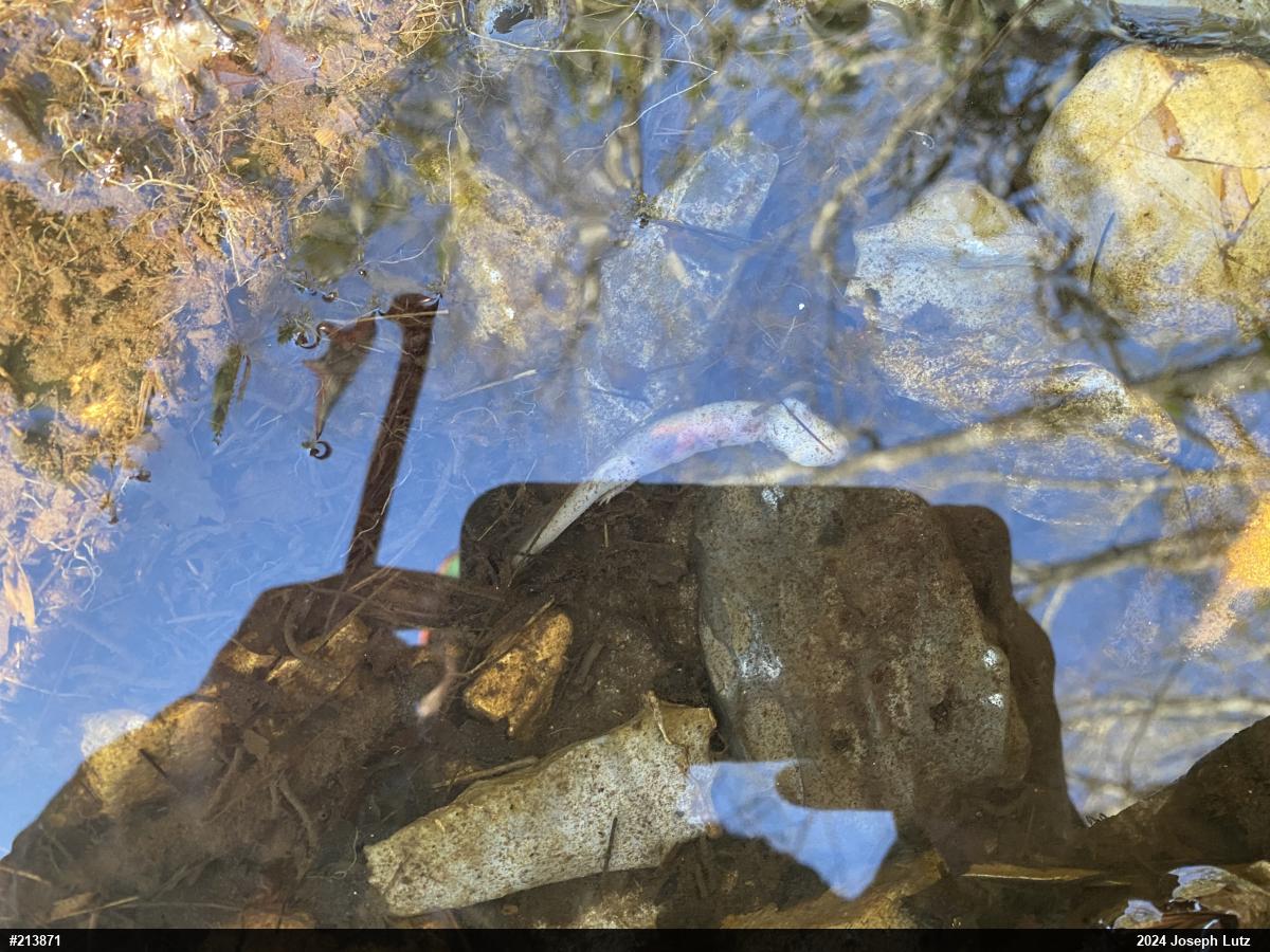 Northern Dusky Salamander