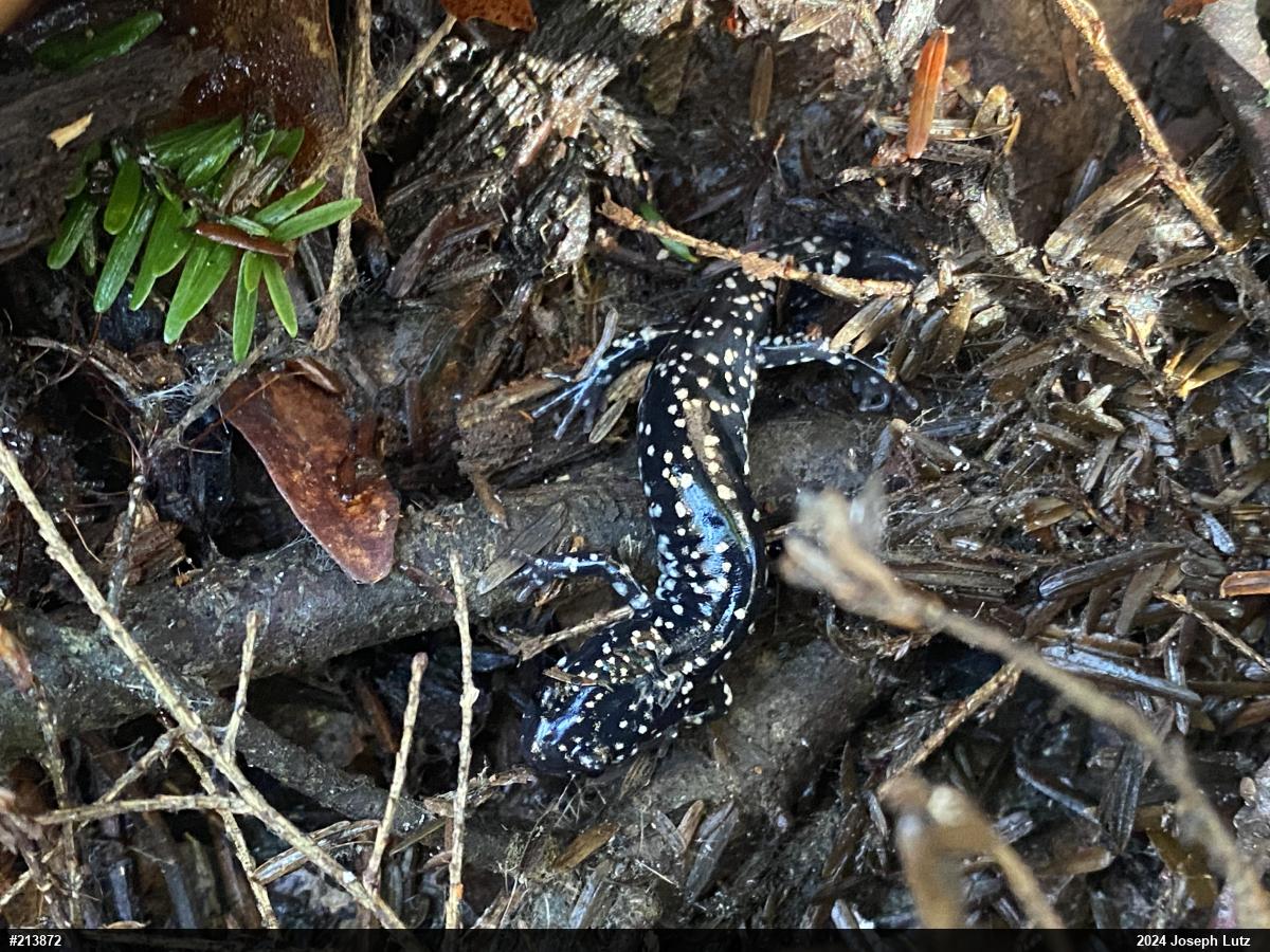 Northern Slimy Salamander