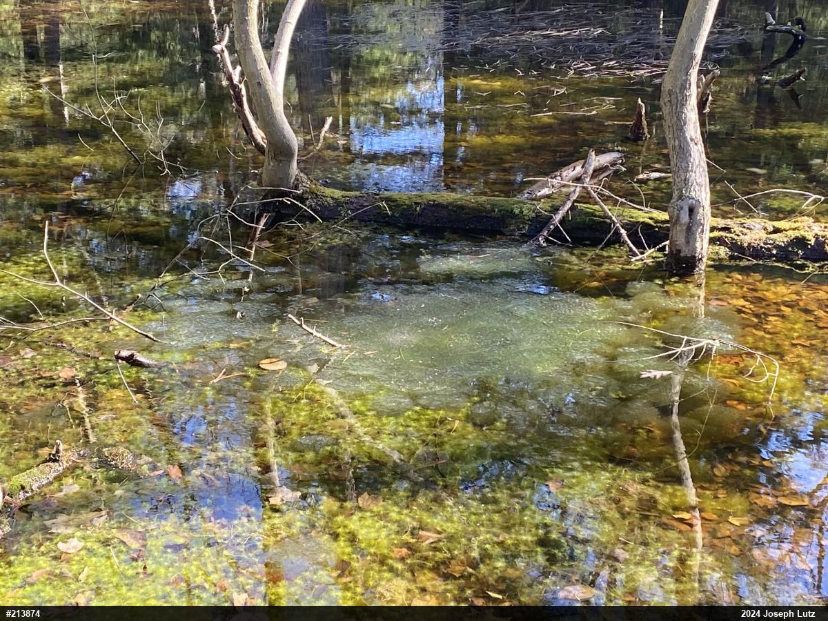 Wood Frog