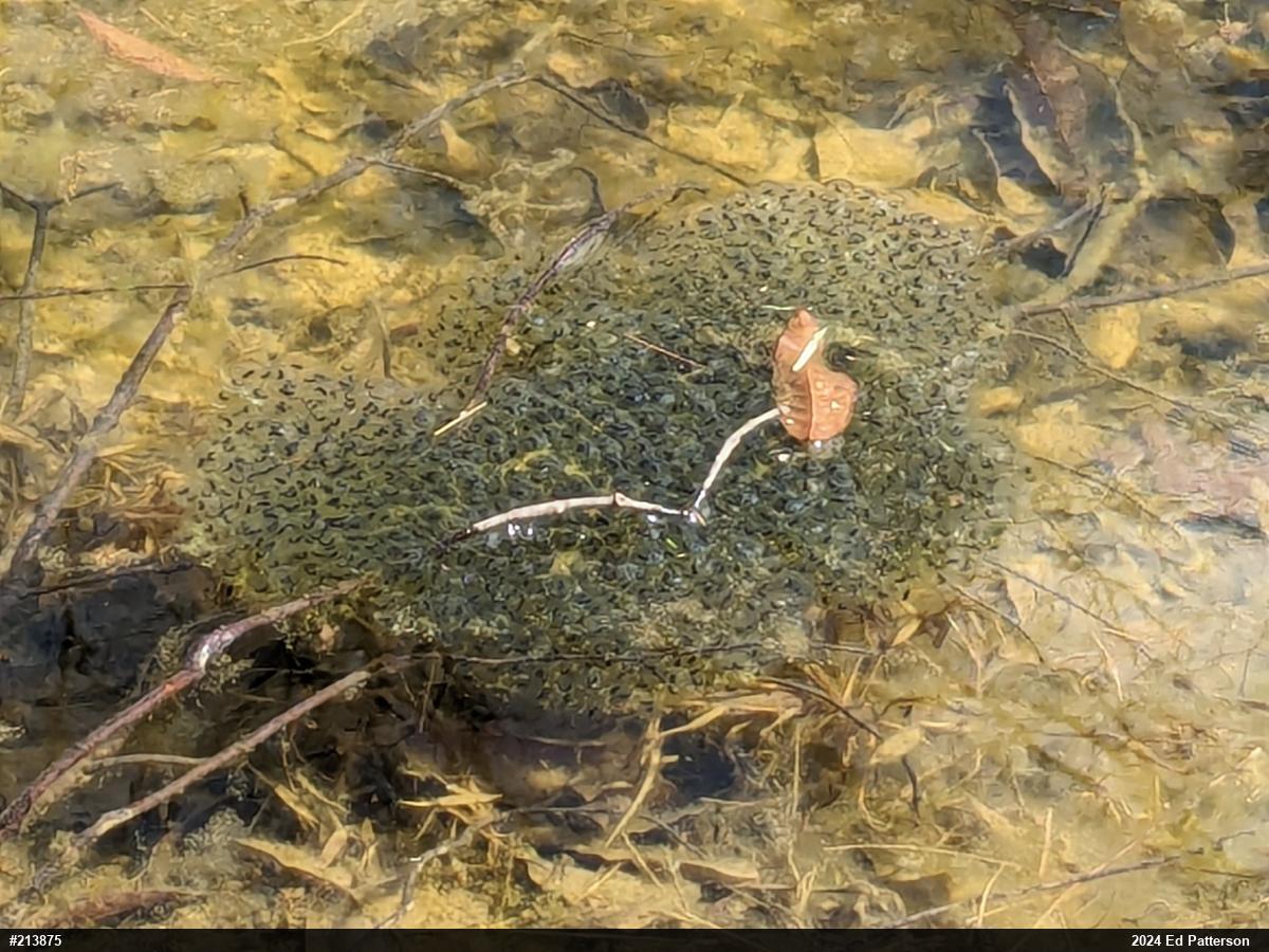 Wood Frog