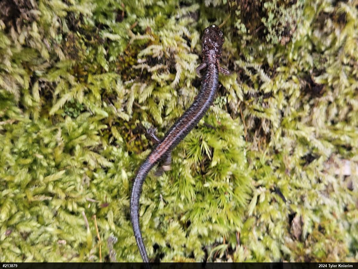 Eastern Red-backed  Salamander