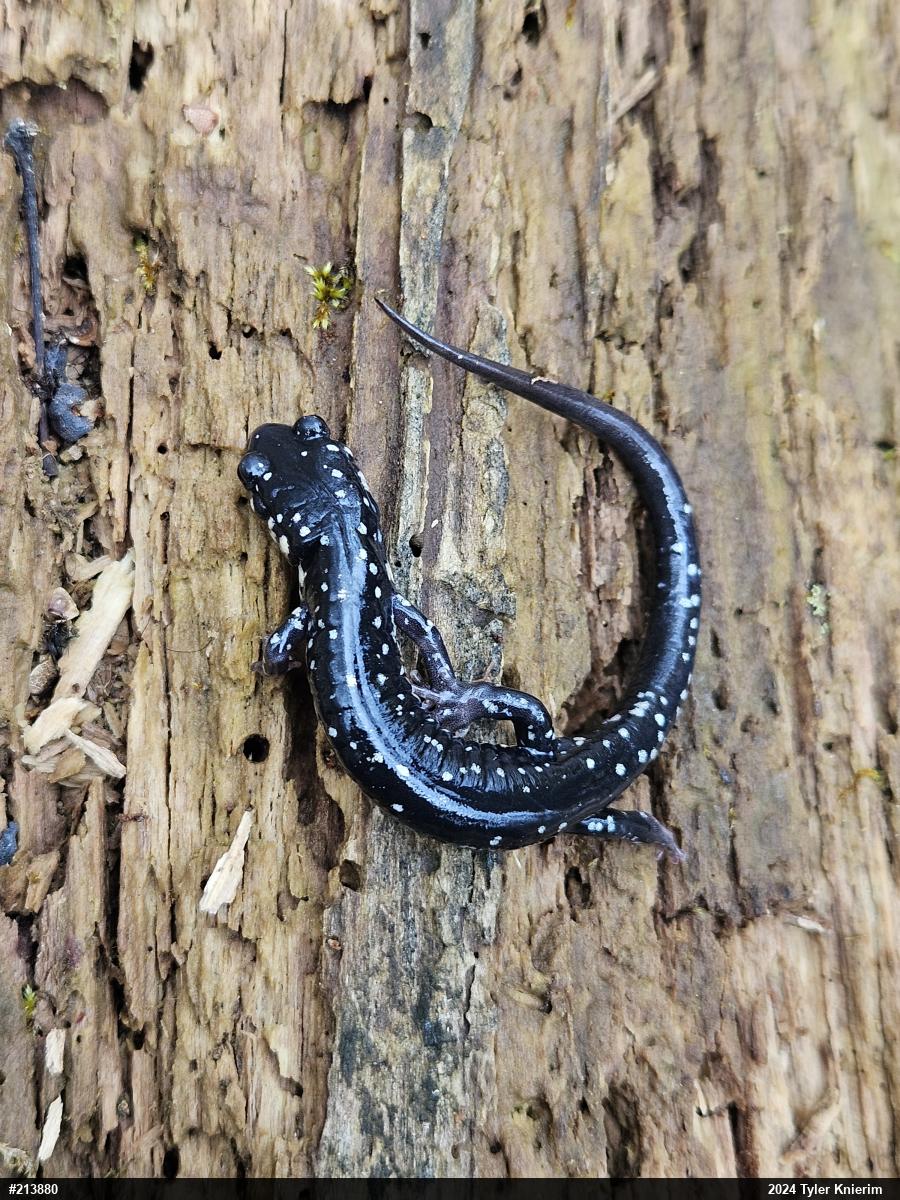 Northern Slimy Salamander