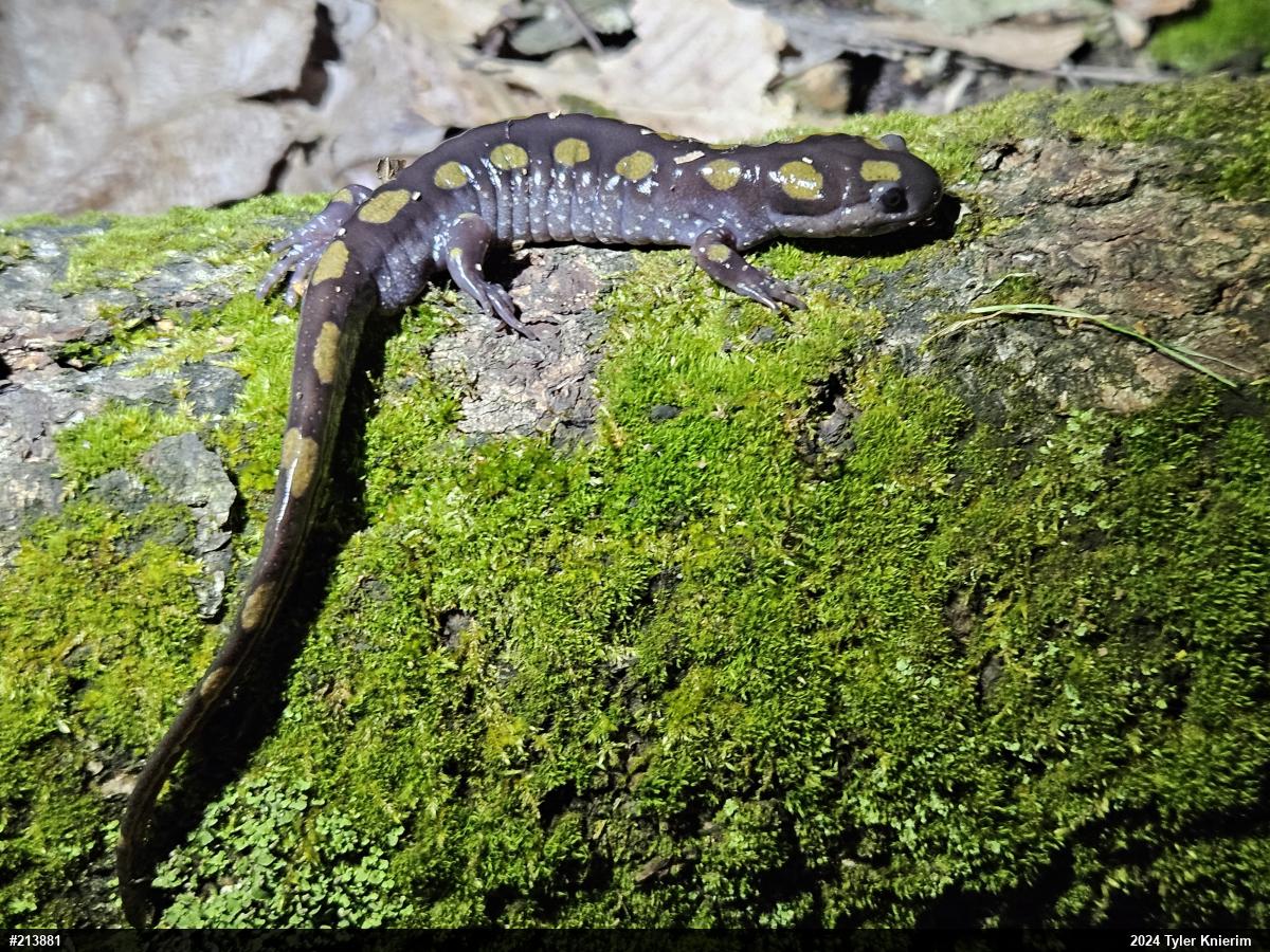 Spotted Salamander