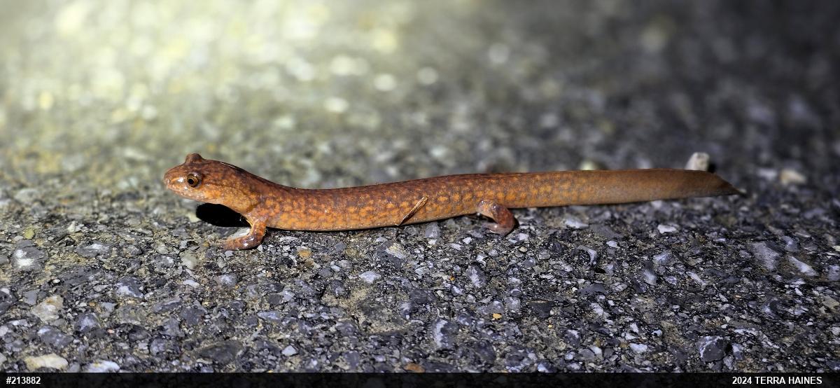 Northern Spring Salamander