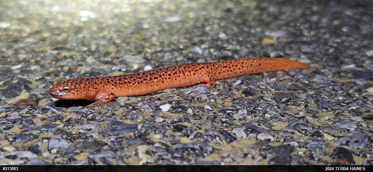 Northern Red Salamander