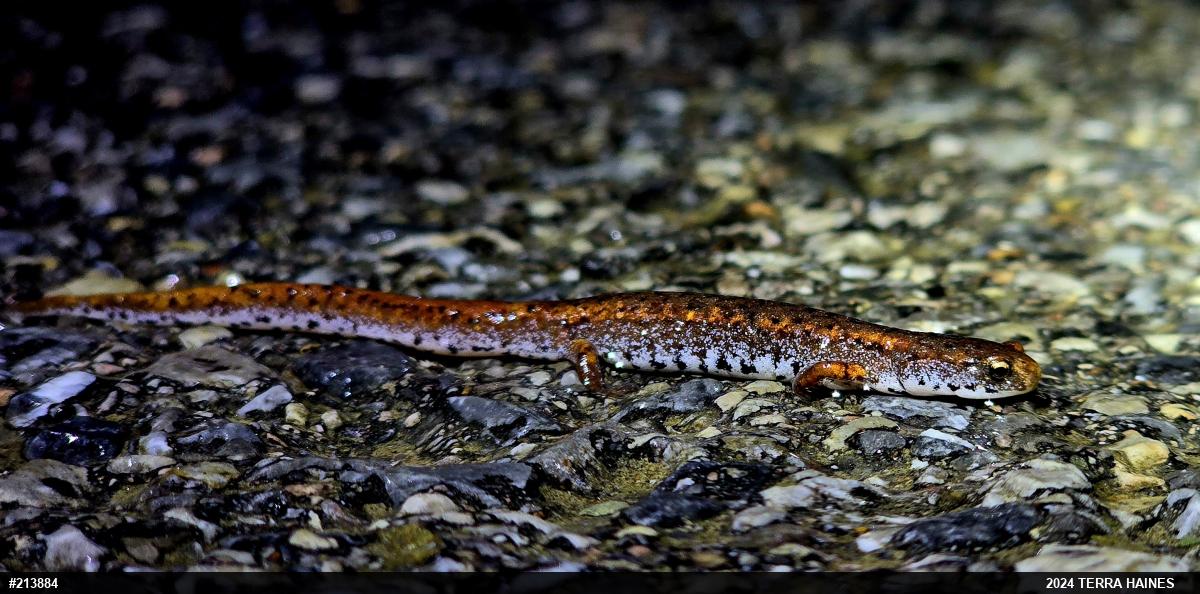 Four-toed Salamander