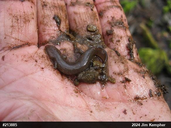 Northern Red Salamander