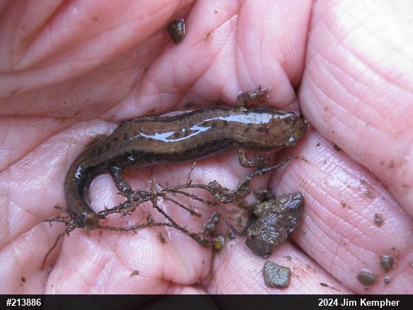 Allegheny Mountain Dusky Salamander