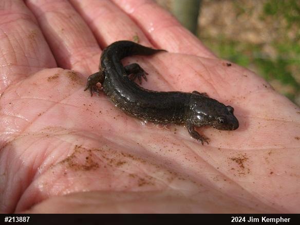 Northern Dusky Salamander