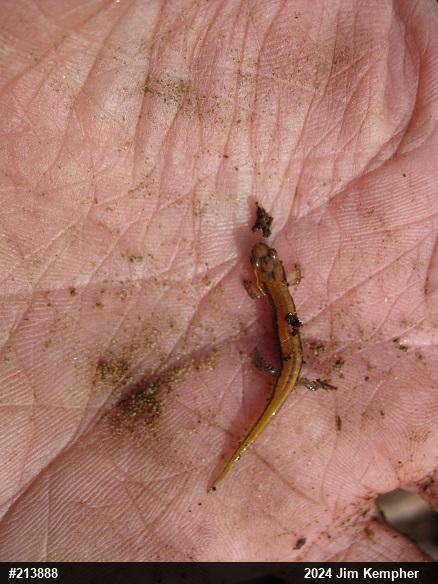 Allegheny Mountain Dusky Salamander