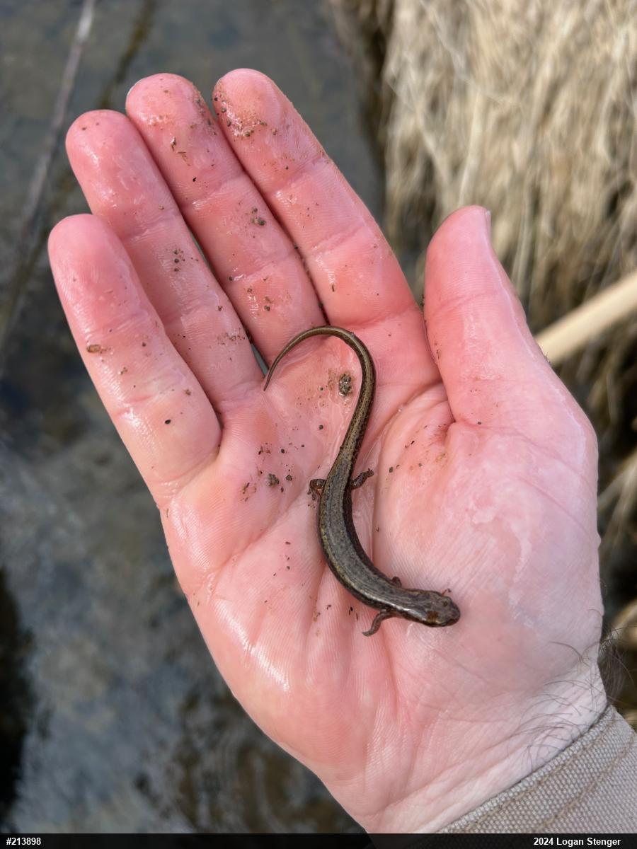 Northern Two-lined Salamander