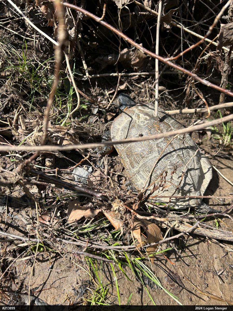 Wood Turtle
