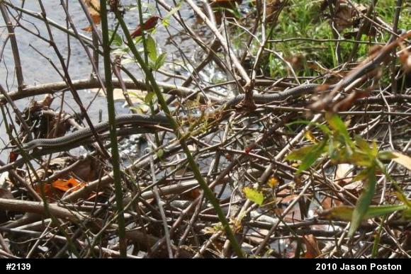 Queensnake