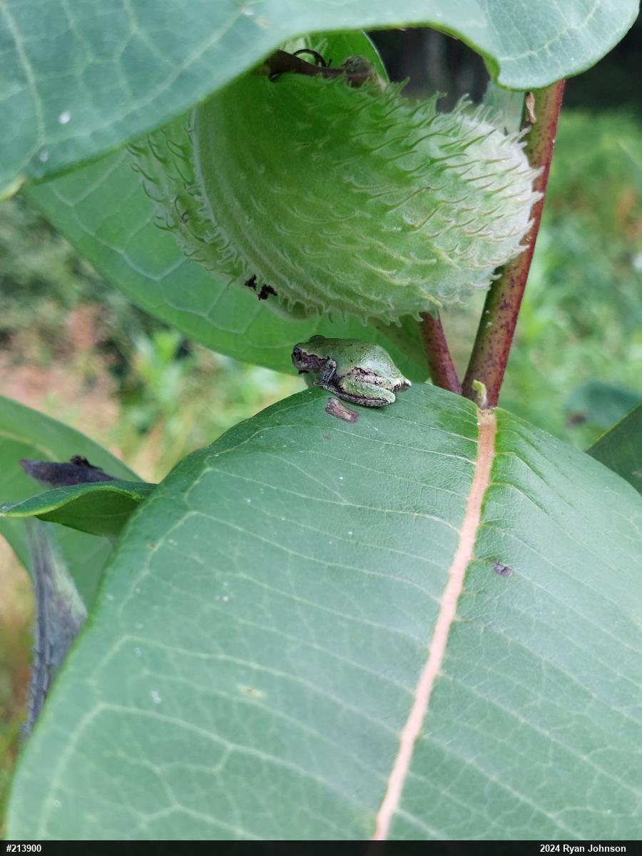 Unknown Gray Treefrog