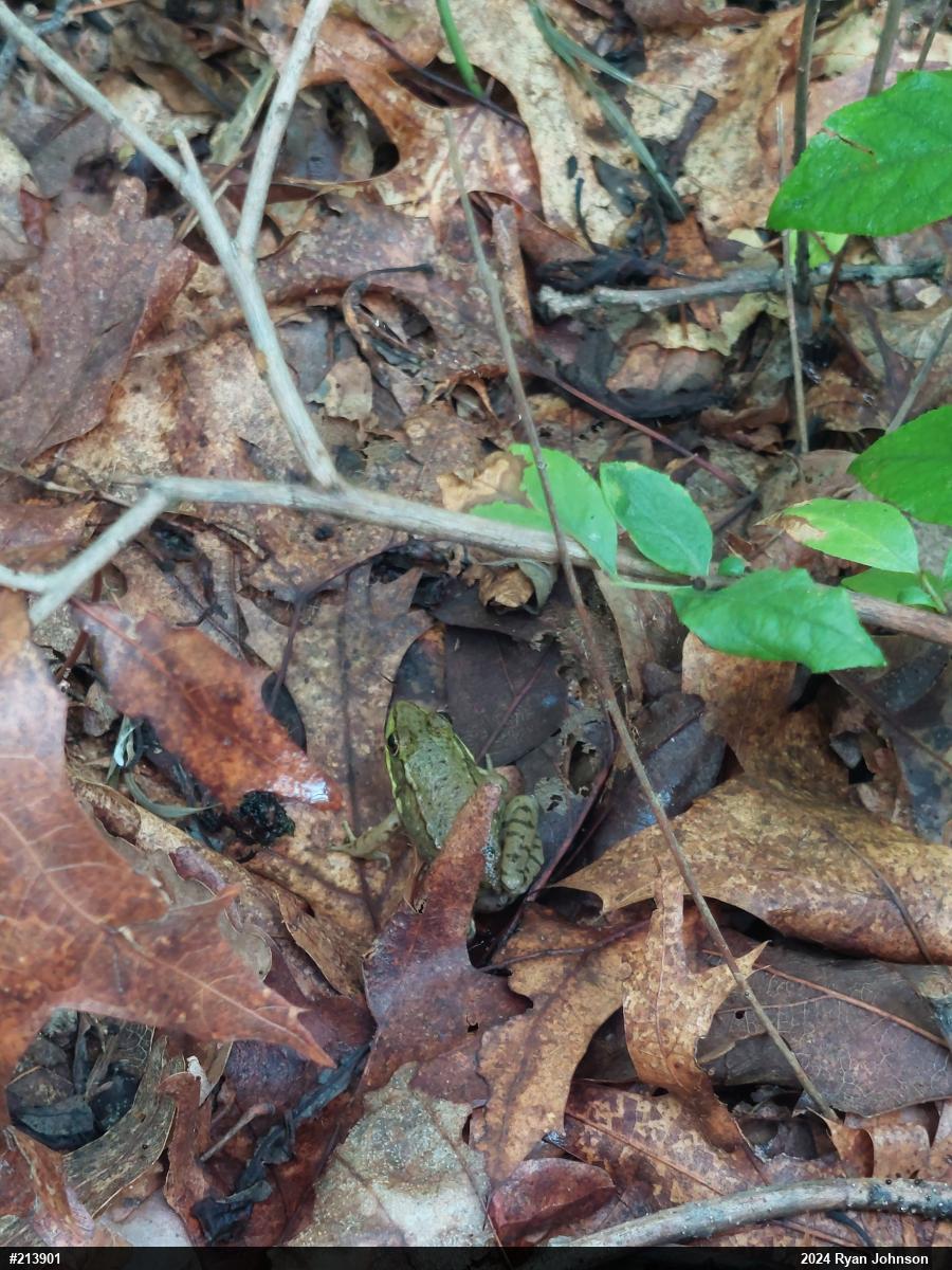 Green Frog
