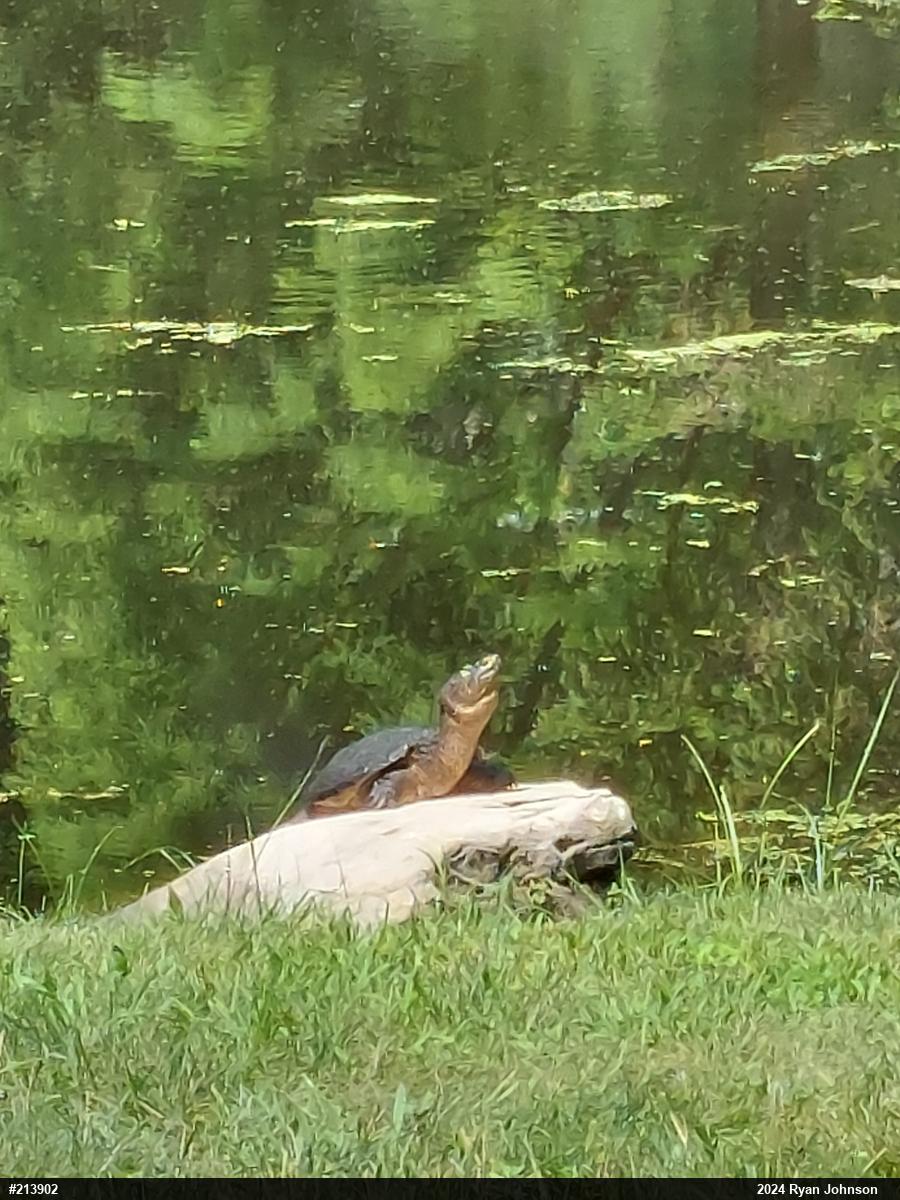 Snapping Turtle